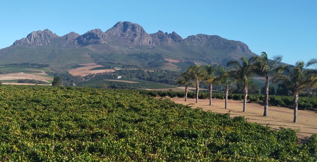 Stellenrust-winery